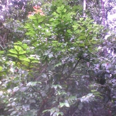 Euonymus australianus at Syndicate, QLD - 5 Mar 2014 by JasonPStewart