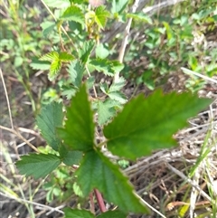Rubus anglocandicans at Rendezvous Creek, ACT - 15 Nov 2025 by VanceLawrence