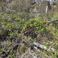 Rubus anglocandicans at Booth, ACT - 15 Nov 2025 by VanceLawrence