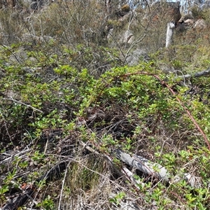Rubus anglocandicans at Booth, ACT - Yesterday by VanceLawrence