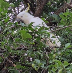 Cacatua galerita (Sulphur-crested Cockatoo) at Curtin, ACT - 15 Nov 2025 by Anthea1