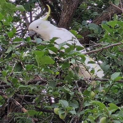 Cacatua galerita (Sulphur-crested Cockatoo) at Curtin, ACT - 15 Nov 2025 by Anthea1