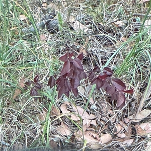 Prunus sp. at Crace, ACT - Yesterday by Hejor1