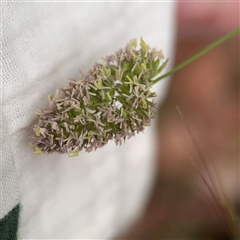 Dactylis glomerata (Cocksfoot) at Crace, ACT - Yesterday by Hejor1