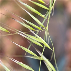 Avena (genus) (Wild Oats) at Crace, ACT - 15 Nov 2025 by Hejor1