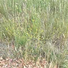 Hirschfeldia incana at Crace, ACT - 15 Nov 2025 by Hejor1