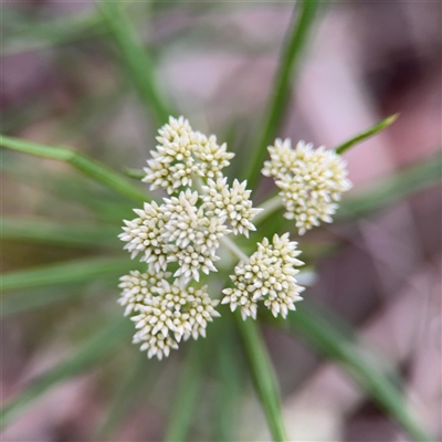 Cassinia longifolia at Crace, ACT - 15 Nov 2025 by Hejor1