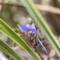 Dianella tasmanica at Crace, ACT - 15 Nov 2025 by Hejor1