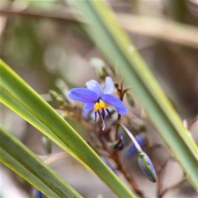 Dianella tasmanica at Crace, ACT - 15 Nov 2025 by Hejor1