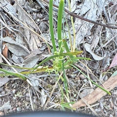 Lomandra filiformis at Crace, ACT - 15 Nov 2025 by Hejor1