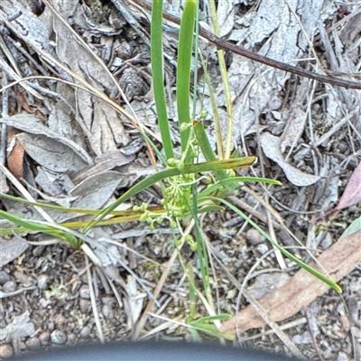 Lomandra filiformis at Crace, ACT - 15 Nov 2025 by Hejor1