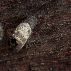 Cryptocephalinae (sub-family) at Crace, ACT - 15 Nov 2025 by Hejor1