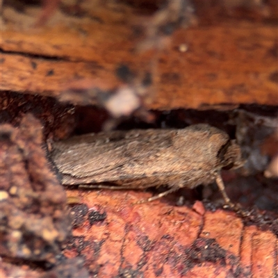 Agrotis infusa (Bogong Moth, Common Cutworm) at Crace, ACT - 15 Nov 2025 by Hejor1