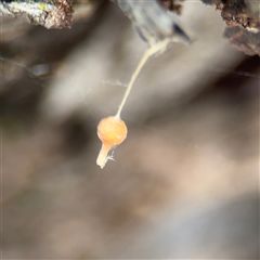 Ariamnes sp. (genus) at Crace, ACT - 15 Nov 2025 by Hejor1