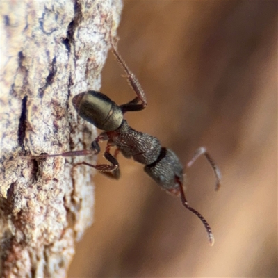 Rhytidoponera tasmaniensis at Kaleen, ACT - 15 Nov 2025 by Hejor1