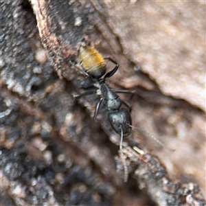 Camponotus aeneopilosus (A Golden-tailed sugar ant) at Kaleen, ACT - 15 Nov 2025 by Hejor1