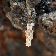 Psychidae (family) IMMATURE (Unidentified case moth or bagworm) at Crace, ACT - 15 Nov 2025 by Hejor1