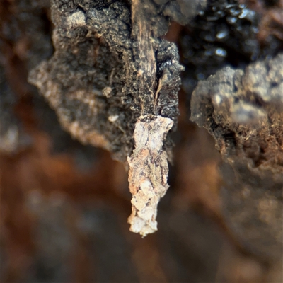 Psychidae (family) IMMATURE (Unidentified case moth or bagworm) at Crace, ACT - 15 Nov 2025 by Hejor1