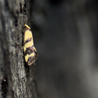 Olbonoma triptycha (Chezela Group) at Crace, ACT - 15 Nov 2025 by Hejor1