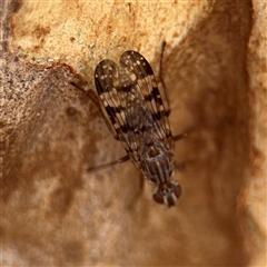 Cardiacera sp. (genus) at Crace, ACT - 15 Nov 2025 by Hejor1