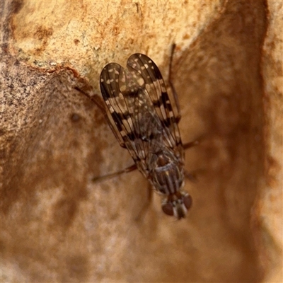 Cardiacera sp. (genus) at Crace, ACT - 15 Nov 2025 by Hejor1