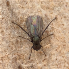 Dolichopodidae (family) at Kaleen, ACT - 15 Nov 2025 by Hejor1