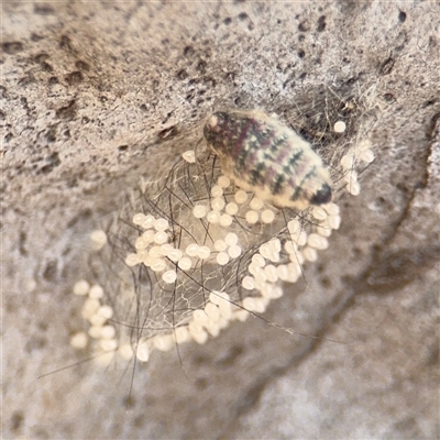 Anestia (genus) (A tiger moth) at Kaleen, ACT - 15 Nov 2025 by Hejor1