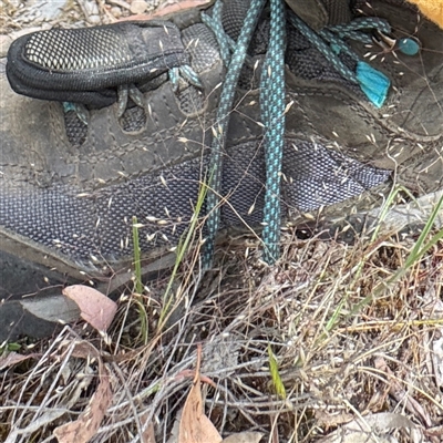 Aira elegantissima (Delicate Hairgrass) at Crace, ACT - 15 Nov 2025 by Hejor1