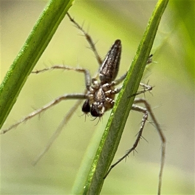 Oxyopes (genus) at Kaleen, ACT - 15 Nov 2025 by Hejor1