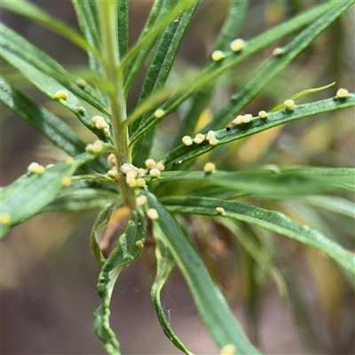 Brachychiton populneus gall at Kaleen, ACT - 15 Nov 2025 by Hejor1