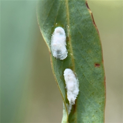 Glycaspis sp. (genus) at Kaleen, ACT - 15 Nov 2025 by Hejor1