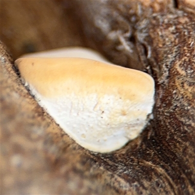 Laetiporus portentosus at Kaleen, ACT - 15 Nov 2025 by Hejor1