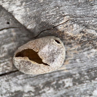 Opodiphthera (genus) at Kaleen, ACT - 15 Nov 2025 by Hejor1