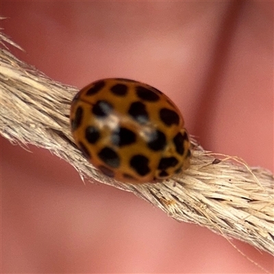 Harmonia conformis (Common Spotted Ladybird) at Crace, ACT - 15 Nov 2025 by Hejor1