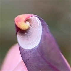 Psyllidae sp. (family) at Kaleen, ACT - 15 Nov 2025 by Hejor1