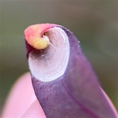 Psyllidae sp. (family) at Kaleen, ACT - 15 Nov 2025 by Hejor1