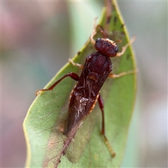 Perga sp. (genus) at Kaleen, ACT - 15 Nov 2025 by Hejor1