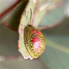 Paropsisterna fastidiosa at Kaleen, ACT - 15 Nov 2025 by Hejor1