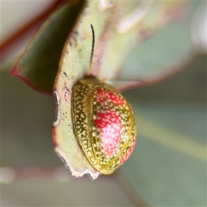 Paropsisterna fastidiosa at Kaleen, ACT - Today by Hejor1