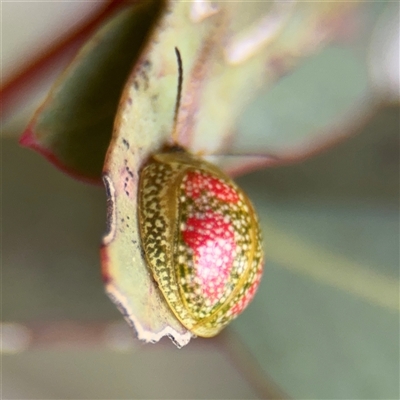 Paropsisterna fastidiosa at Kaleen, ACT - 15 Nov 2025 by Hejor1