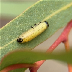 Paropsini sp. (tribe) at Kaleen, ACT - 15 Nov 2025 by Hejor1