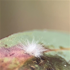 Hemiptera (order) at Kaleen, ACT - 15 Nov 2025 by Hejor1