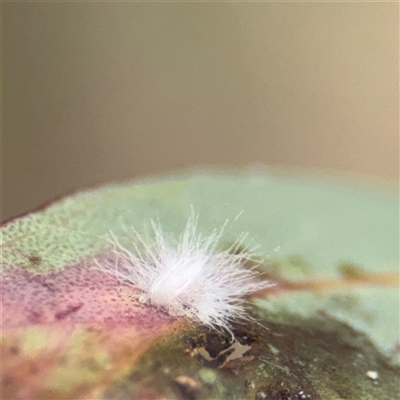 Hemiptera (order) at Kaleen, ACT - 15 Nov 2025 by Hejor1