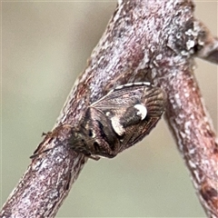 Pentatomidae (family) at Kaleen, ACT - 15 Nov 2025 by Hejor1