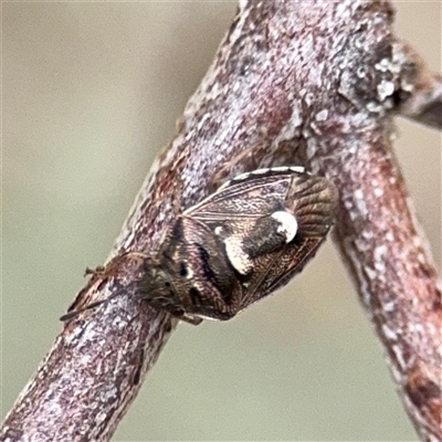 Pentatomidae (family) at Kaleen, ACT - 15 Nov 2025 by Hejor1