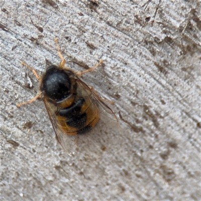 Pterodontia mellii (Hunchback Fly, Small-headed Fly) at Crace, ACT - 15 Nov 2025 by Hejor1