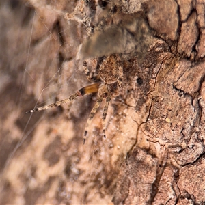 Salsa sp. (genus) at Kaleen, ACT - 15 Nov 2025 by Hejor1