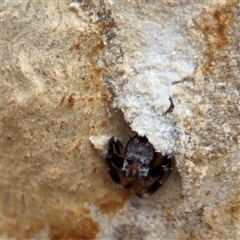 Arasia mollicoma at Kaleen, ACT - 15 Nov 2025 by Hejor1