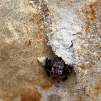 Arasia mollicoma at Kaleen, ACT - 15 Nov 2025 by Hejor1