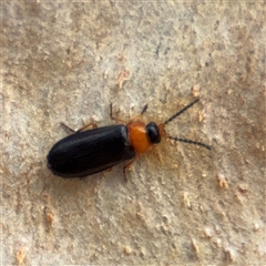 Heteromastix sp. (genus) at Kaleen, ACT - 15 Nov 2025 by Hejor1